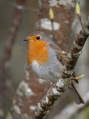 Rotkehlchen (Erithacus rubecula)  
