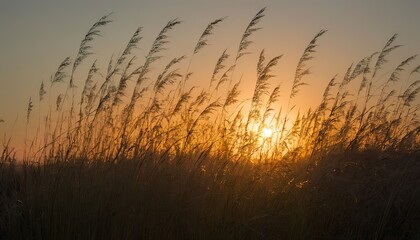 Backlit grasses at sunrise - Powered by Adobe