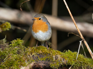 Rotkehlchen (Erithacus rubecula)  
