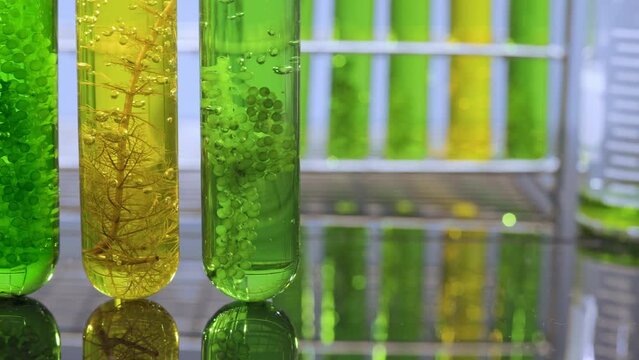 Algae fuel biofuel industry lab researching for alternative to fossil algae fuel or algal biofuel. Zero carbon emission concept.