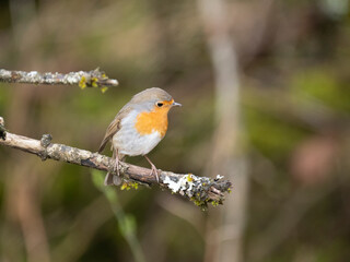 Rotkehlchen (Erithacus rubecula)  
