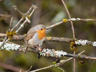 Rotkehlchen (Erithacus rubecula)  

