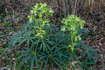 Helleborus foetidus. Flowering plants, stinking hellebore in winter.