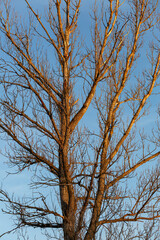 Tree, poplar in winter without leaves, at sunset with the blue sky in the background. Populus.