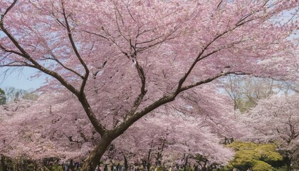 Pink blossom branches in full bloom in Spring, Kyoto Gyoen Garden