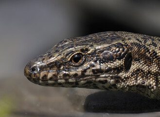 Mauereidechse (Podarcis muralis)