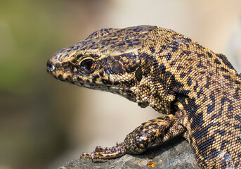 Mauereidechse (Podarcis muralis)