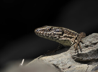 Mauereidechse (Podarcis muralis)
