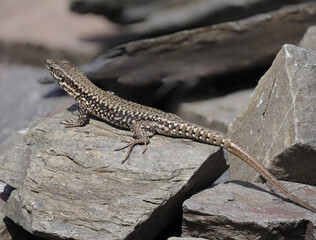 Mauereidechse (Podarcis muralis)