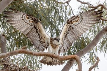 Osprey wings 3