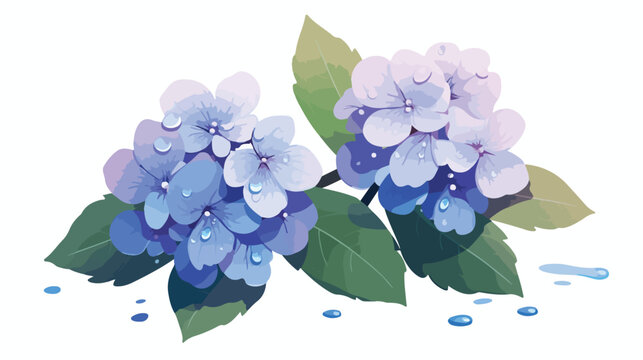 Illustration of rainy season hydrangea two flowers f