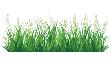 Fotobehang Imprint of natural field grass. Decorative grass isolated © Jasmin