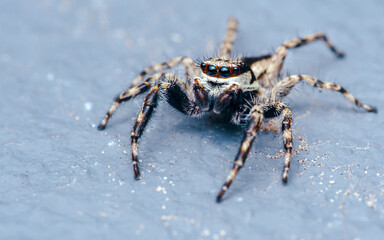 Close up a colorful jumping spider on cement floor, Selective focus, macro shot, Thailand.