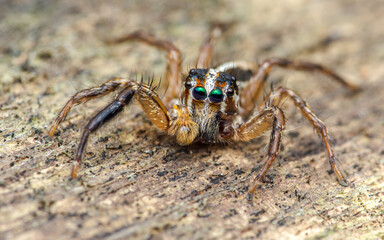 Close up a colorful jumping spider on cement floor, Selective focus, macro shot, Thailand.