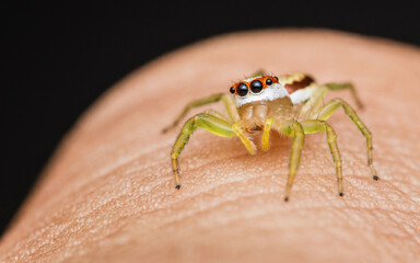 Close up a colorful jumping spider on human hand, macro shot, selective focus,Thailand.