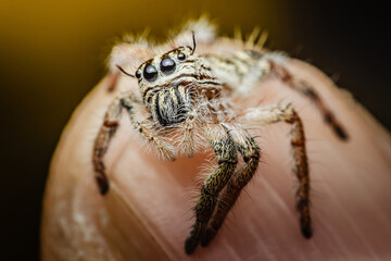 Close up a colorful jumping spider on finger, macro shot, selective focus,Thailand.