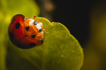 Red Ladybugs on green leaf and nature blurred background.