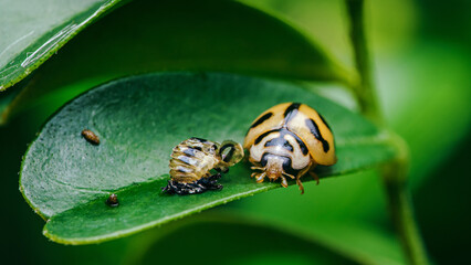 Red Ladybugs on green leaf and nature blurred background.