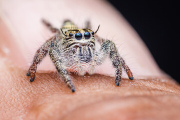 Close up a colorful jumping spider on finger, macro shot, selective focus,Thailand.