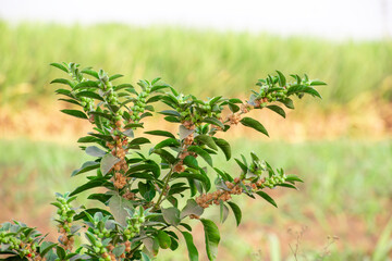 Fototapeta premium Ashwagandha green plant or withania somnifera plant is ayurvedic medicine plant