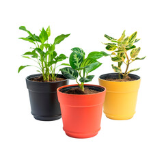 Fototapeta premium Black, red and yellow pots with plants in them. Isolated on transparent background.