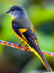 Small, slim, long-tailed songbird of montane forests, usually vocal, active, and encountered in...