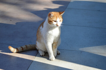 A cute cat sitting in the sun rays 