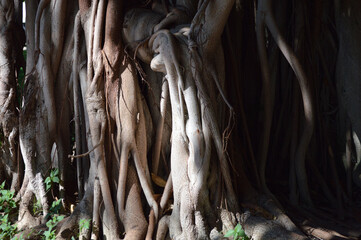 Multiple trunks of a ficus tree