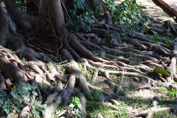 Naklejka na ściany i meble Multiple roots of a ficus tree