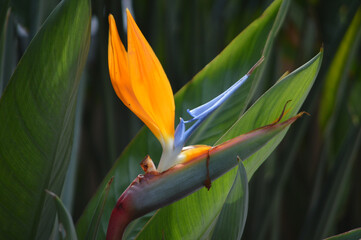 Closeup of a bird of paradise flower