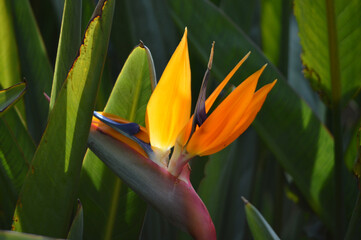 Closeup of a bird of paradise flower