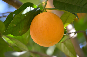Closeup of a ripe orange on the tree