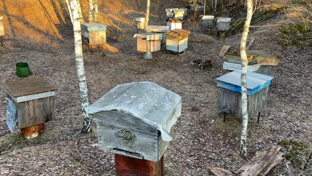 Apiary. Honey production bee farm. Beekeeping in rural. Wooden Beehives in Apiary. Collection of Hives with Colonies of Bees Kept for Honey. Hives of bees. Beehives in countryside. Bee keeping Honey