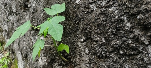 papaya tree growing on a concrete wall