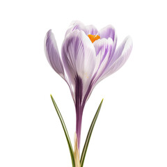 Crocus flower isolated on transparent background