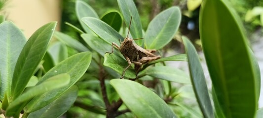 Brown grasshoppers eat banyan leaves