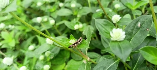 a small grasshopper in a small flower garden