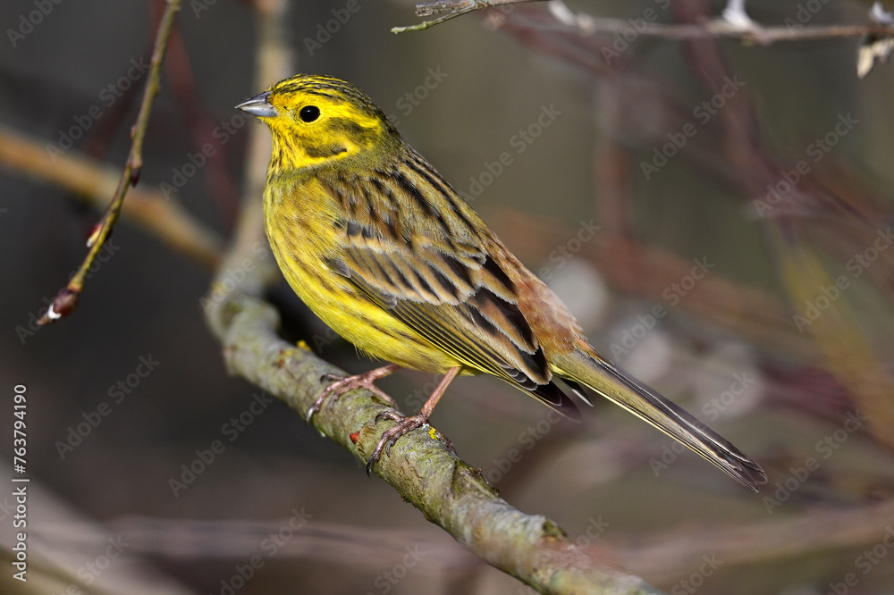 Poster Goldammer // Yellowhammer (Emberiza citrinella)