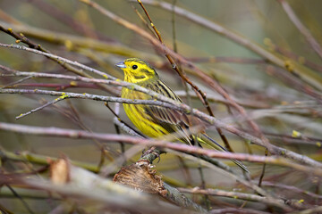 Goldammer // Yellowhammer (Emberiza citrinella)