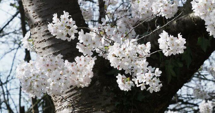 (Prunus avium) Wild cherry tree. Attractive flowering with profusions of clusters of pure white flowers in early-spring
