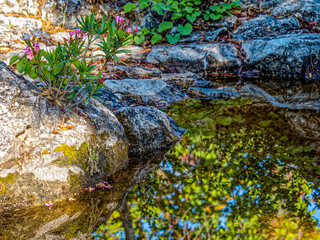 Rocks and a purple oleander are reflected on the calm surface of a small pond. A peaceful,...