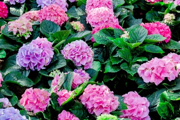 A bunch of pink and purple flowers with green leaves. The flowers are arranged in a way that they...