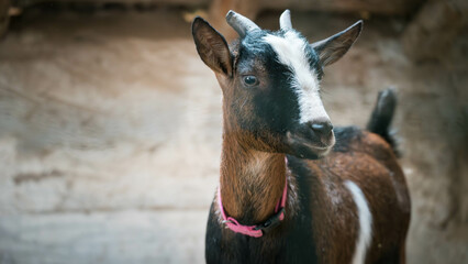 Chèvre brune et blanche