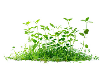 Green Plants Isolated On Transparent Background