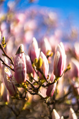 Obraz premium pink magnolia flowers