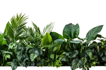 Green Plants Aligned in a Row. On a White or Clear Surface PNG Transparent Background.