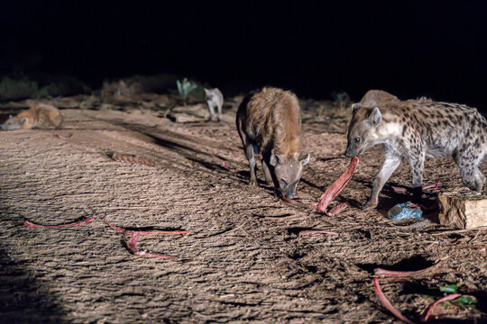 Spotted hyenas in Harar, Ethiopia