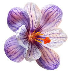Saffron crocus rose isolated on transparent background