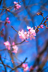 pink cherry blossom