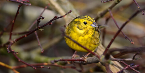 Goldammer // Yellowhammer (Emberiza citrinella)